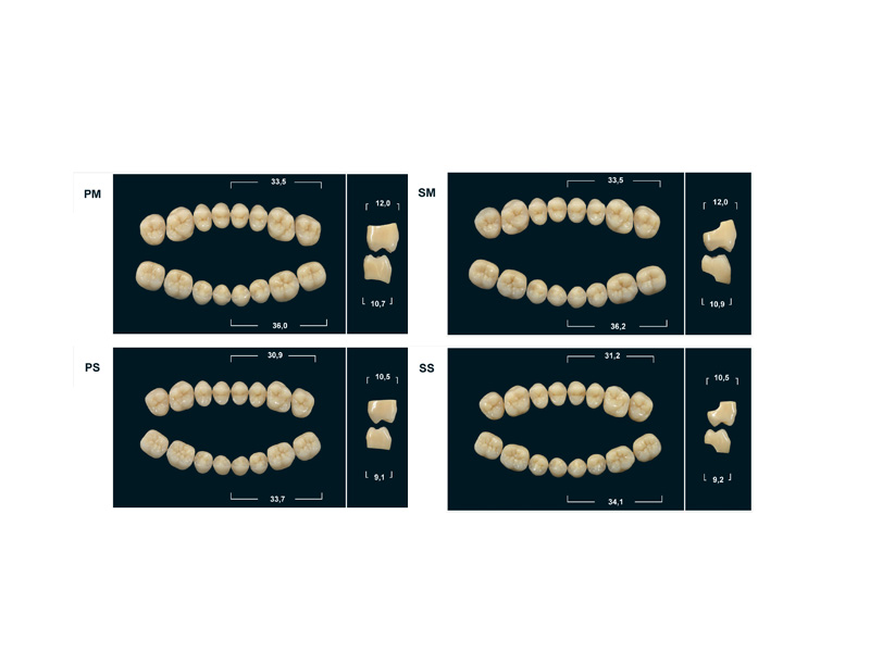 Dents postérieures résine Tribos 501 - Plaquette de 8 A2/SSA+